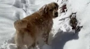 Il cagnolone Golden Retriever adora giocare e correre sulla neve alta (VIDEO)