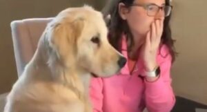 Cagnolone Golden Retriever supporta la sua umana con il lavoro da casa (VIDEO)
