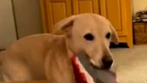 Il Labrador Stevie ha una malattia neurologica che lo rende molto speciale (VIDEO)