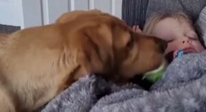 Cagnolone annoiato cerca di svegliare il fratellino umano per giocare (VIDEO)