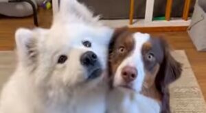 Cagnolone bianco ama profondamente l’altro cane di casa e glielo dimostra così (VIDEO)