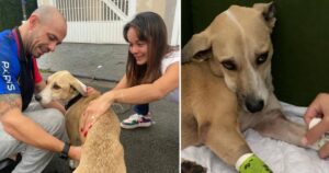 La famiglia ha ritrovato il cane dopo essersi perso per 45 giorni in Brasile