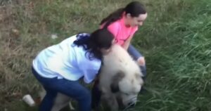 Cucciolo di cane trovato abbandonato sul ciglio della strada, la sua storia