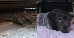 Cucciolo di cane abbandonato da 9 anni vede uno spiraglio di felicità