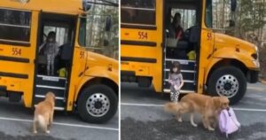 Cucciolo di cane aspetta ogni giorno che la sua ragazza torni da scuola per portarle lo zaino (VIDEO)