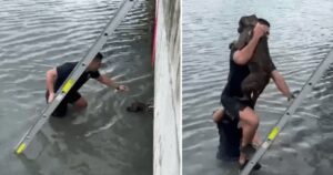 Il giovane scende nella baia per salvare un cucciolo che aveva perso l’equilibrio