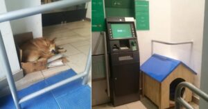 Cucciolo di cane abbandonato in banca si rifiuta andare via e gli operai intervengono