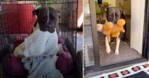 Cucciolo di cane salvato dagli abusi cammina con la sua copertina in bocca in giro per la casa