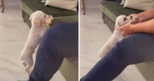 Cane porta il suo cucciolo dal suo proprietario per coccolarli entrambi (VIDEO)