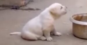 Adorabile cucciolo cresciuto con i galli tenta di imitare il loro cantare (VIDEO)
