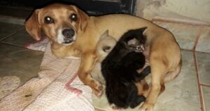 Cane adotta 3 gatti rifiutati dalla madre e li alleva come se fossero suoi (VIDEO)