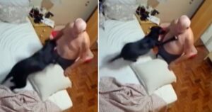 Cucciolo di cane adottato si rifiuta di andare a dormire prima di aver giocato con il suo proprietario