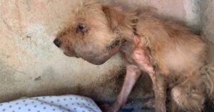 Cucciolo di cane randagio che viveva in una grotta ed era molto malato, viene salvato dalla morte