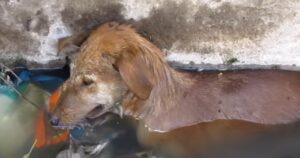 Cucciolo di cane che era nei suoi ultimi respiri di vita (VIDEO)