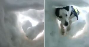 VIDEO: L’uomo sotto la neve aspetta un cucciolo che viene a salvarlo