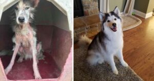 Cucciolo di cane randagio senza pelo viene salvato e adottato: adesso è un angelo soffice