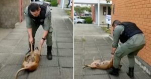 Cane randagio diventa virale chiedendo al poliziotto di giocare a tirargli le gambe (VIDEO)