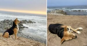 Cane incapace di accettare la morte del suo proprietario, guarda ogni giorno il mare con la speranza di rivederlo