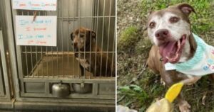 Cane che aspettava in rifugio da 7 anni viene adottato