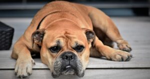 Cucciolo di cane muore soffocato in casa, il proprietario vuole avvisare la gente