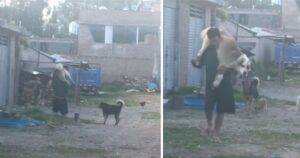 Uomo si carica il suo cane in spalla per impedire agli altri cani di attaccarlo (VIDEO)