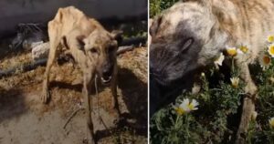 Cane passa dall’essere spaventato, malnutrito e debole, ad essere un cane felice