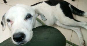 Cucciolo di cane muore di tristezza dopo essere stato abbandonato dai suoi proprietari