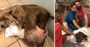 Cane con un tumore enorme viene salvato: aveva perso la voglia di vivere