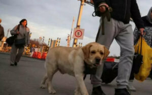 Gli animali domestici ucraini hanno ricevuto un sostanzioso aiuto da volontari italiani