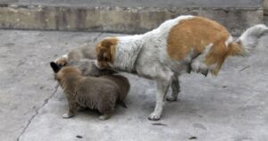 Cagnolina a due zampe partorisce e si prende cura dei suoi cuccioli randagi