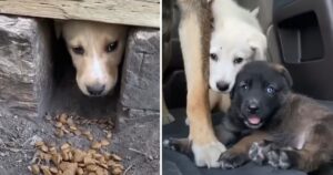 Cucciolo di cane randagio guida i soccorritori dai suoi fratelli nascosti