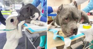 Cuccioli di Pitbull si confortano a vicenda dopo la morte del proprietario