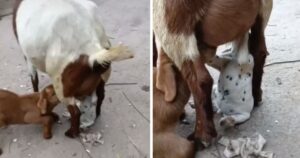 Cucciolo di cane coglie l’opportunità di bere il latte dalla capra mentre allattava il suo cucciolo