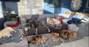 Donna trasforma la sua casa in un ospizio per animali domestici, si prende cura di 80 cuccioli anziani