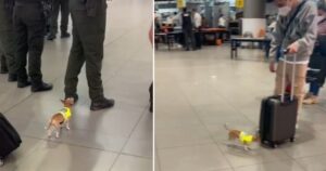 Chihuahua lavora come agente di polizia in aeroporto e annusa tutti (VIDEO)