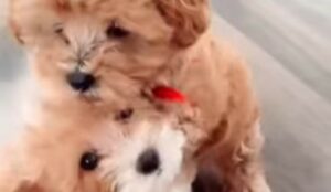 Cuccioli di barboncini si divertono a giocare e trascorrere il tempo insieme (VIDEO)
