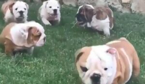 Cuccioli di Bulldog inglese giocano e si divertono in compagnia dei loro allevatori (VIDEO)
