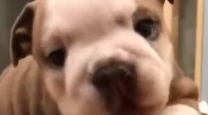 Cucciolo Bulldog inglese non sa a chi e cosa dare prima la propria attenzione (VIDEO)