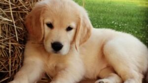 Cucciolo Golden Retriever asseconda il suo umano e finge di morire (VIDEO)