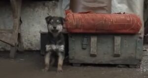 I soldati Ucraini adottano un cucciolo che era solo al freddo, ora li protegge