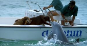 Adorabile delfino esce dall’acqua per baciare un cucciolo di cane che era su una barca