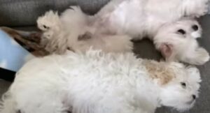 Due cagnolini fanno amicizia e imparano a conoscersi anche se sono già molto uniti (VIDEO)