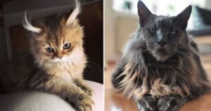 gatti nati con delle caratteristiche uniche