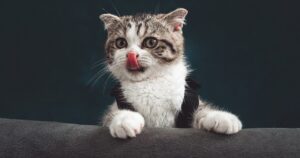 curiosità sui gatti che non conoscevi