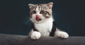 10 curiosità sui gatti che potresti non aver mai sentito