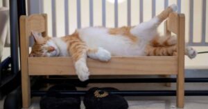 gatti che dormono in lettini per bambole dell'ikea