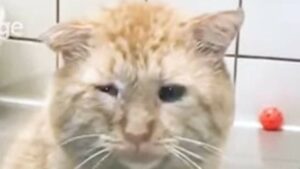 Il gattino Bruce Willis ha vissuto momenti orribili ma ora è felice con la sua umana (VIDEO)