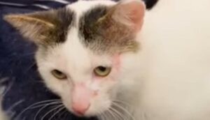 Il gattino Joey si è addolcito quando una volontaria lo ha accolto nella propria casa (VIDEO)