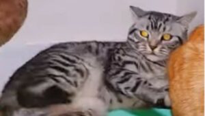 Gattino domestico impazzisce perché l’anatra con cui vive lo disturba (VIDEO)