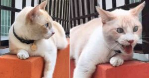 Il gatto diventa virale per aver imitato perfettamente un cane (VIDEO)